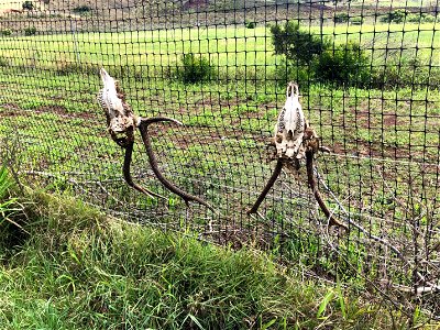 Lanai Invasive Axis Deer Fence photo