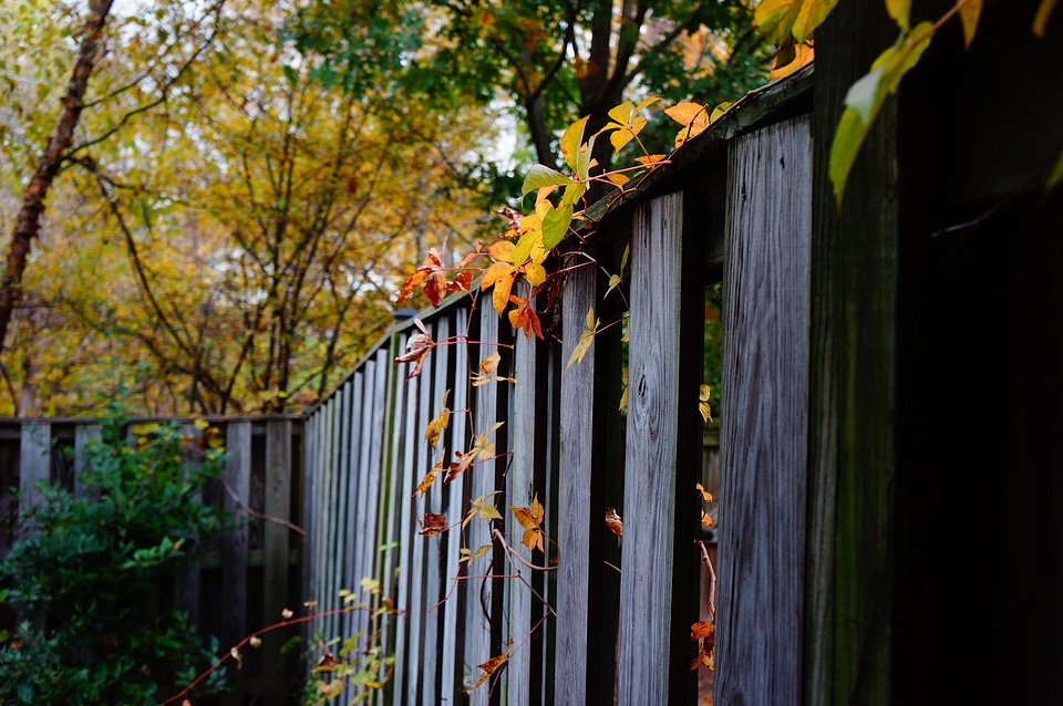 Autumn tree with a wooden fence