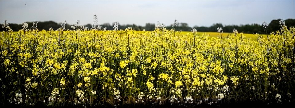 Rapeseed field colored with Photoshop Elements 2020 (one klick only) photo
