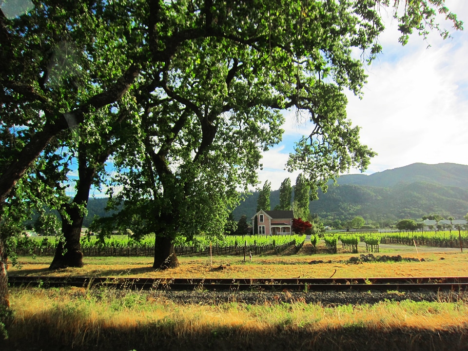 Vineyards in the Fall, Napa Valley