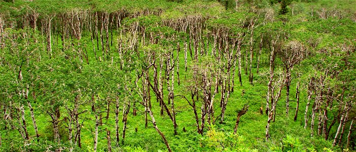 Aspen Grove in Waterton Valley