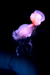 京都水族館 / Kyoto Aquarium