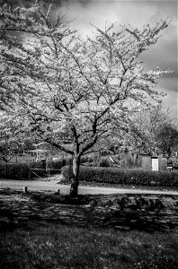 Tree blossom photo