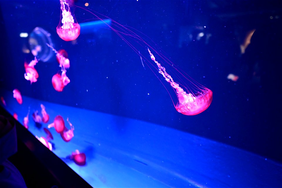 京都水族館 / Kyoto Aquarium