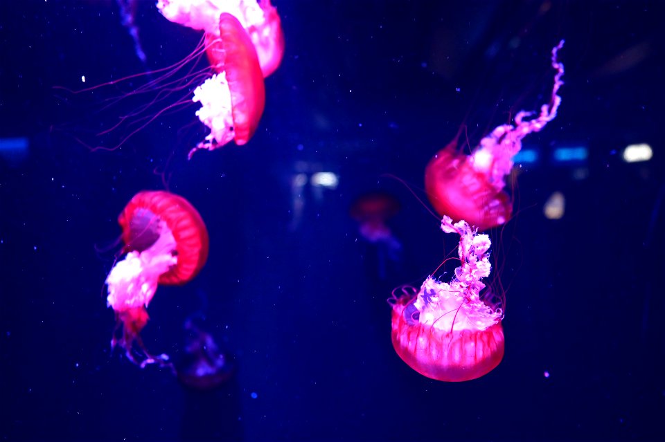 京都水族館 / Kyoto Aquarium