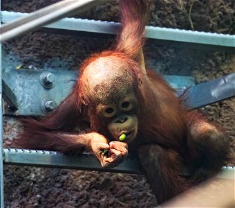 Baby orangutan photo