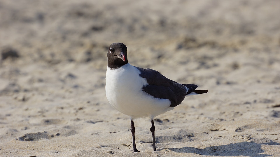 Chincoteague,Island Virginia