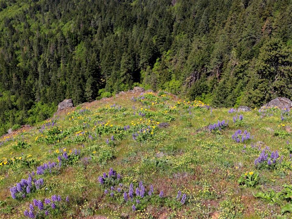Coyote Wall in WA