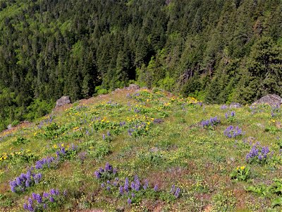 Coyote Wall in WA photo