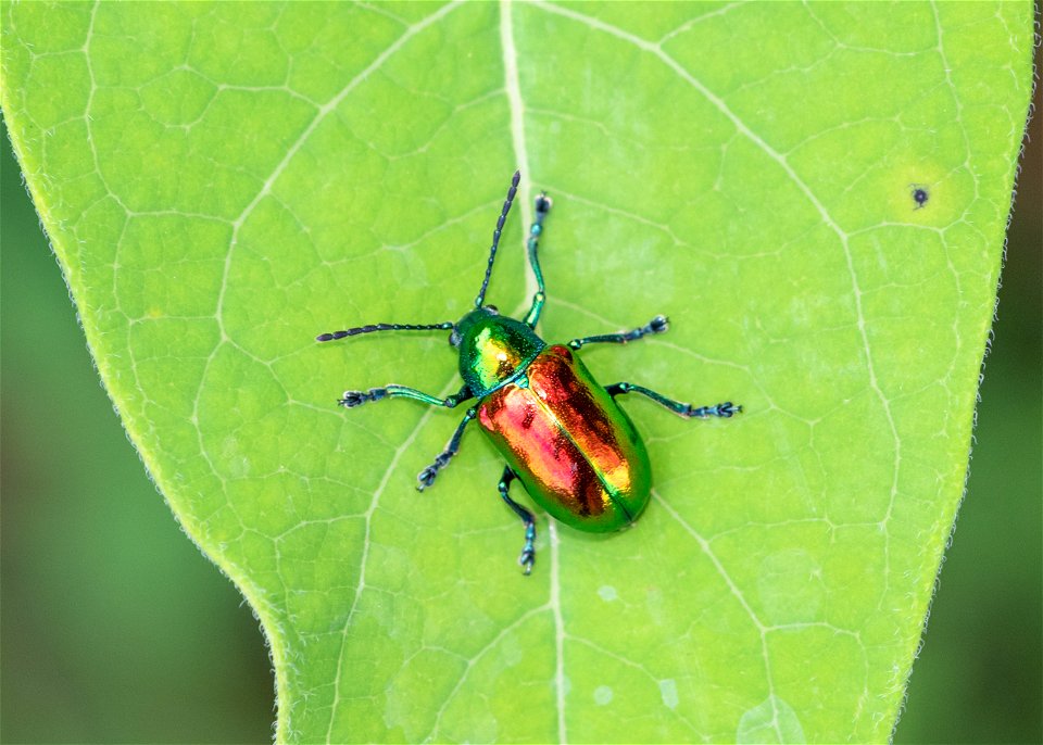 Dogbane Beetle