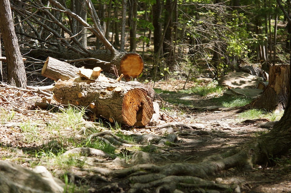 Chopped down pine tree