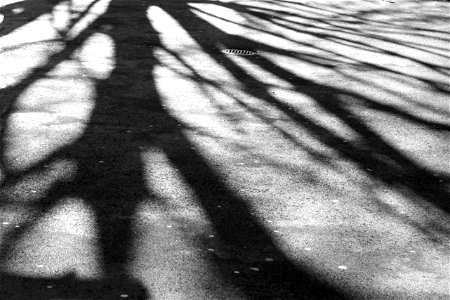 Project 365 #63: 040309 A Little Shadowplay photo