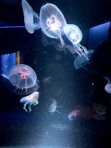 京都水族館 / Kyoto Aquarium