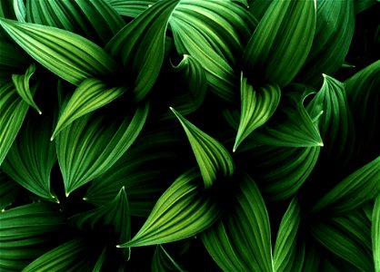 Corn Lillies - False Hellebore