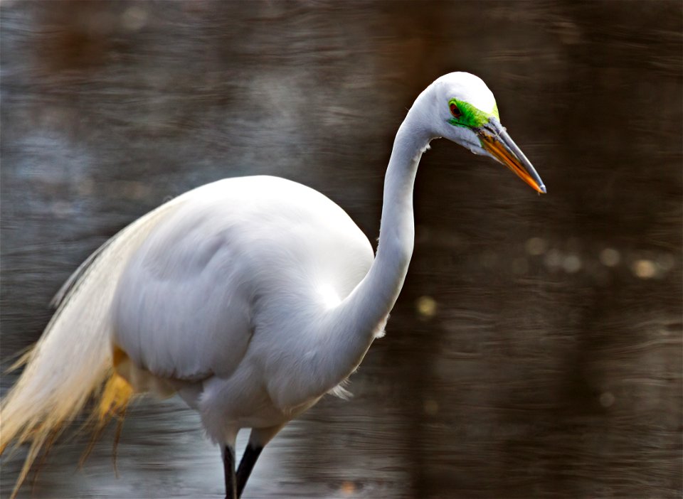 Beautiful Egret