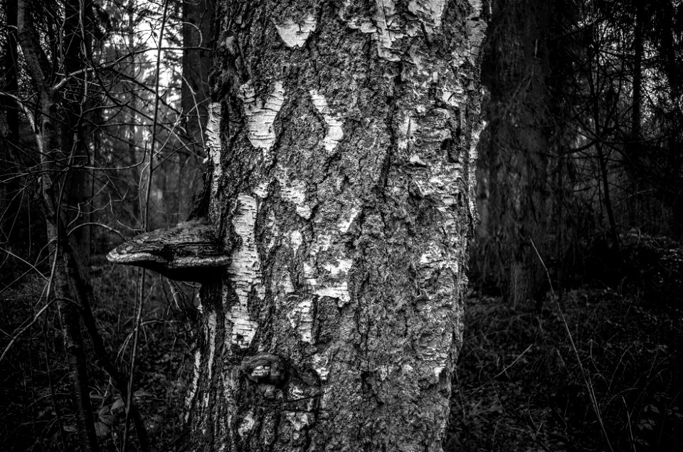 Tree in the forest
