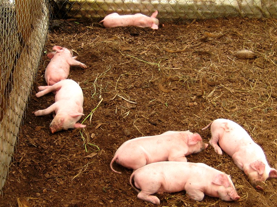 Mike Hubbell's pigs in Puna, HI