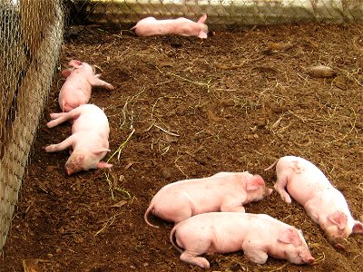 Mike Hubbell's pigs in Puna, HI photo