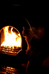 Lucy by firelight...again! photo