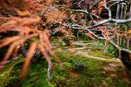 京都龍安寺/Kyoto Ryoanji