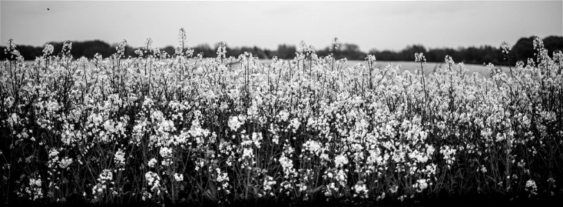 Rapeseed field blackandwhite photo