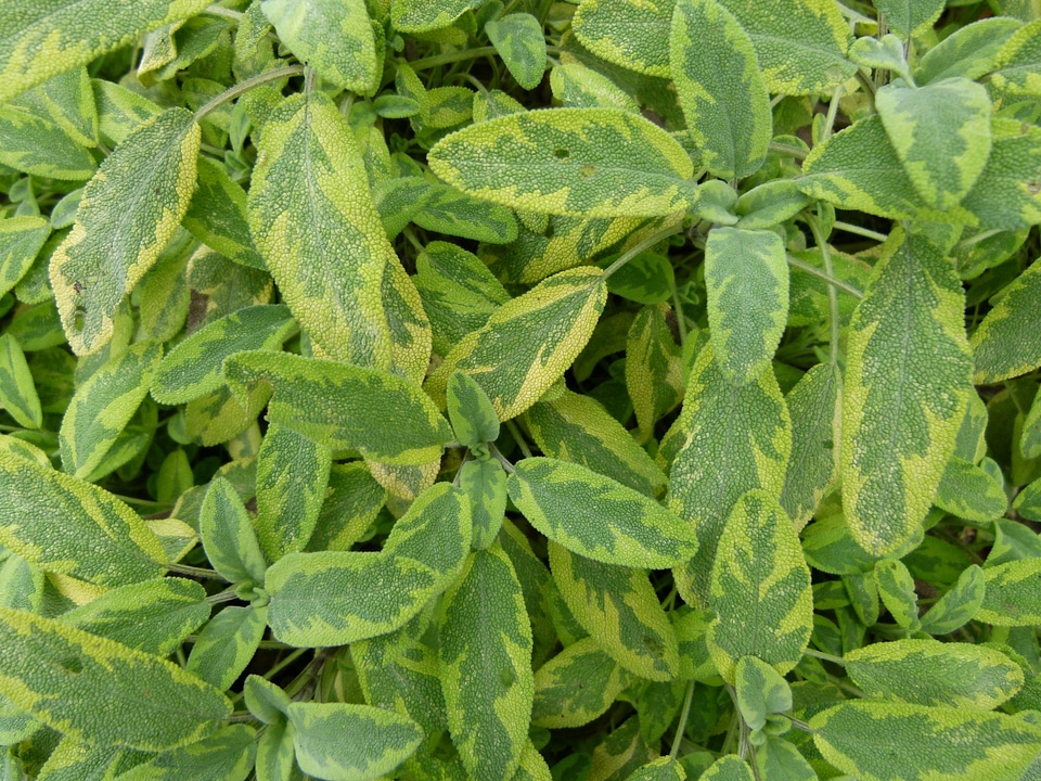 green leaf background