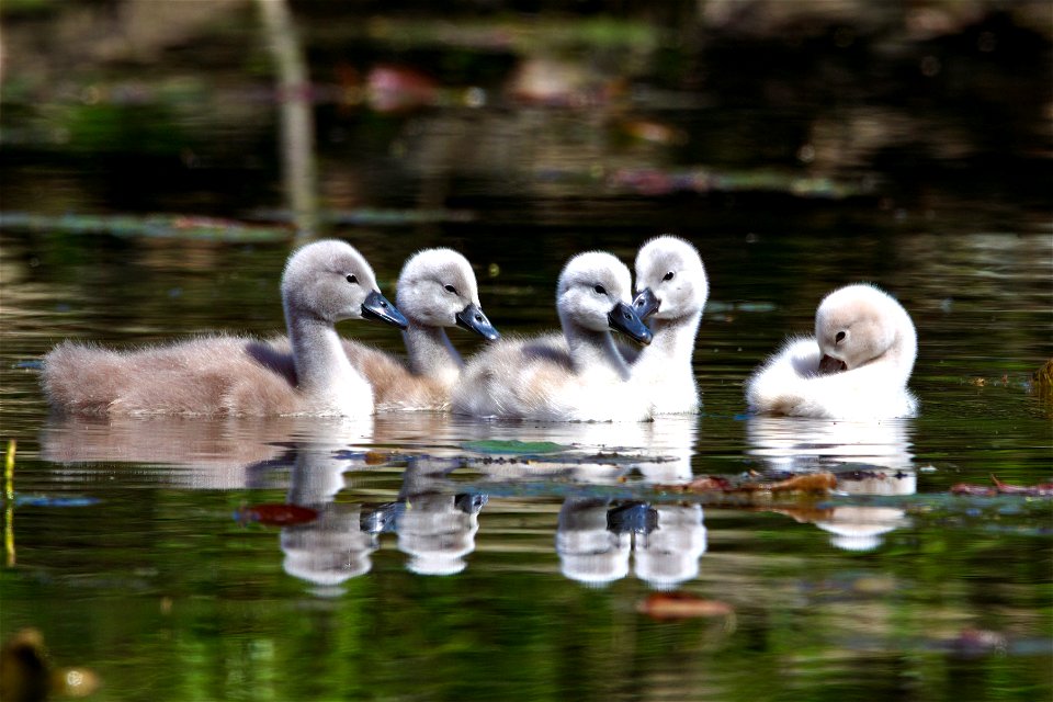 Beautiful swan family