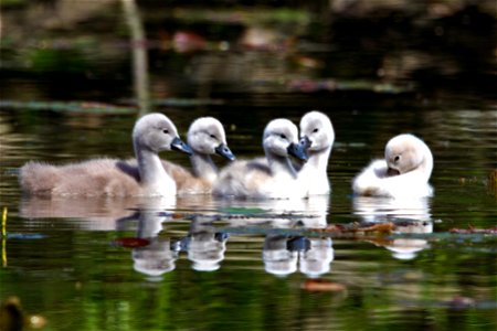 Beautiful swan family
