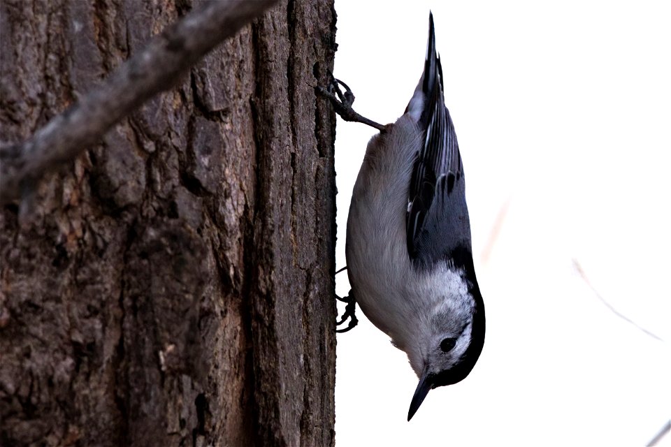 White-breasted nuthatch
