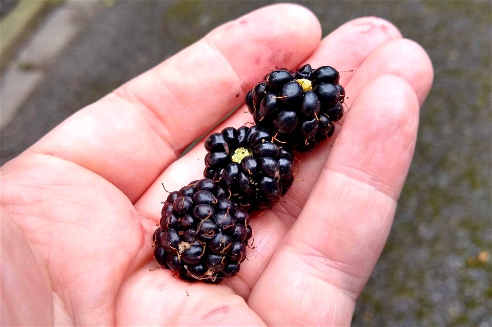 Project 365 #233: 210819 Bush Tucker