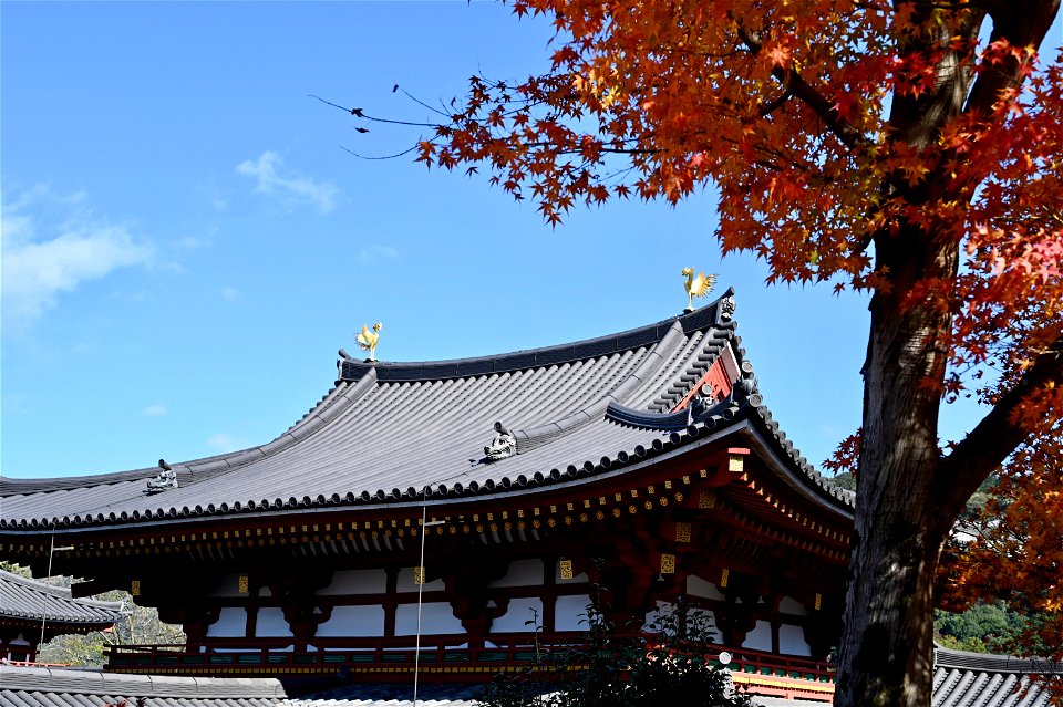京都宇治平等院鳳凰堂 / Byodoin Hoohdo temple in Kyoto