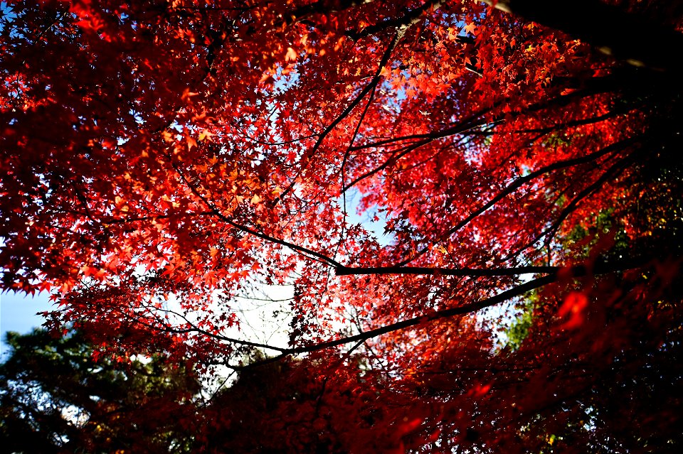 京都宇治平等院鳳凰堂 / Byodoin Hoohdo temple in Kyoto