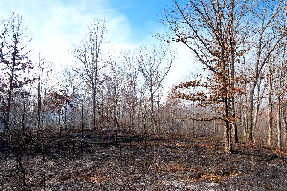Oak Barren after Prescribed Burn photo