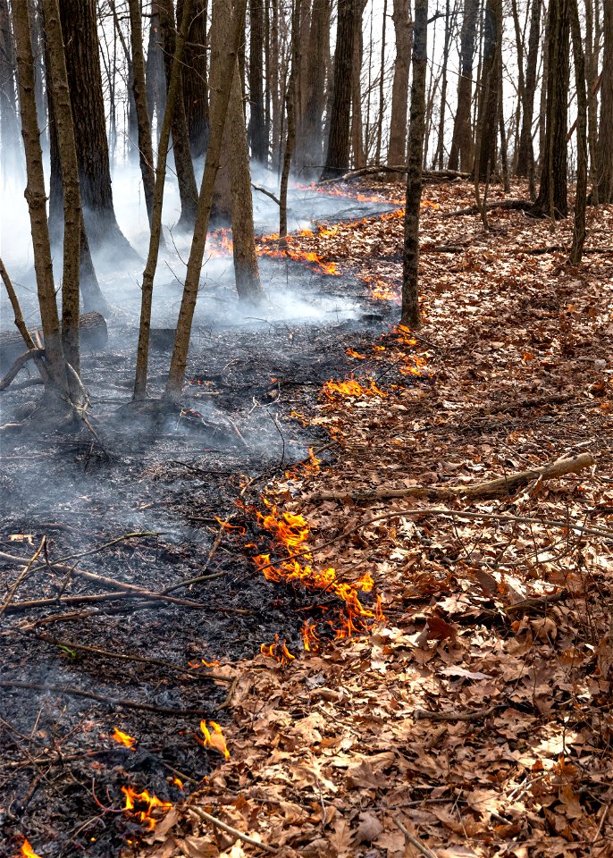 Low-Intensity Prescribed Fire Burning Through Leaf Litter