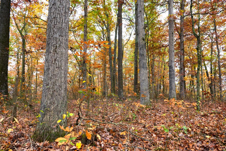 Oak-Dominated Forest