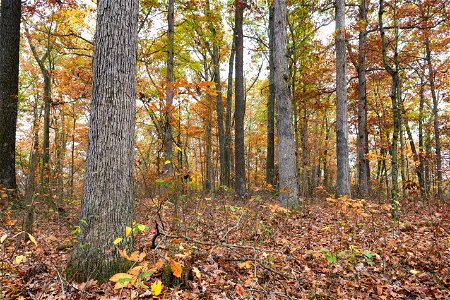 Oak-Dominated Forest photo