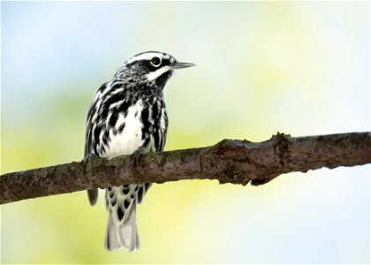 Black-and-White Warbler photo