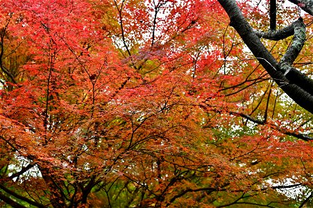 京都龍安寺/Kyoto Ryoanji