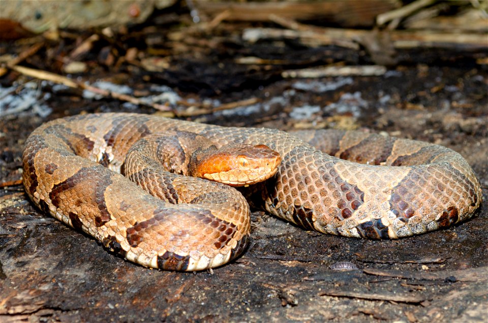 Eastern Copperhead (Agkistrodon Contortrix) - Free Stock Photos | Creazilla