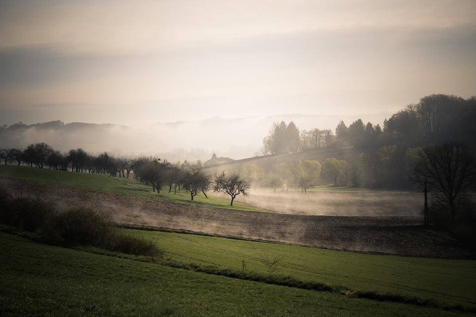 Mood trees field