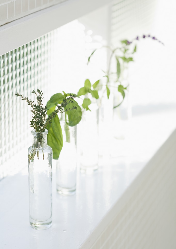 Branch of leaves in bottles