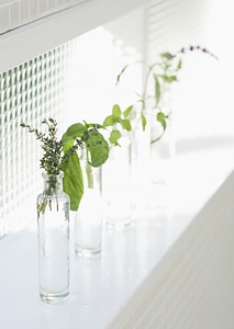 Branch of leaves in bottles