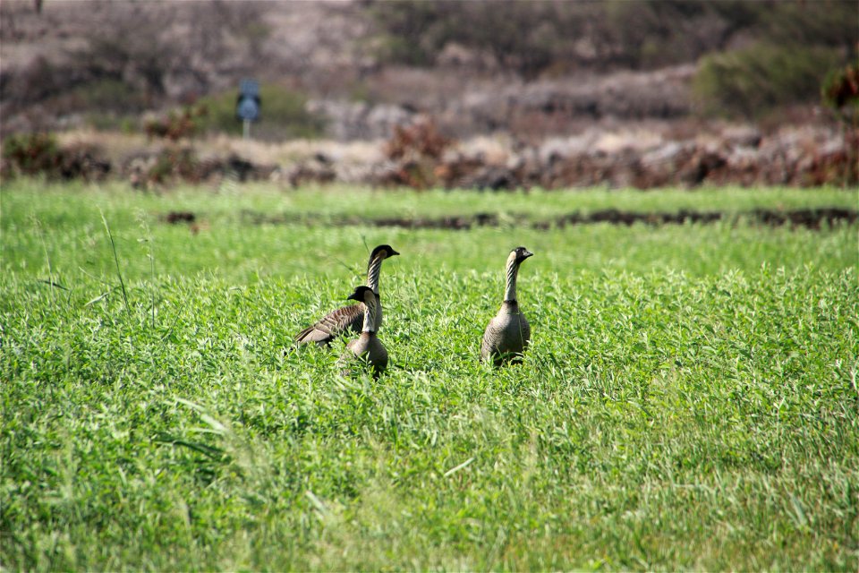 Nene Geese in Cover Crop