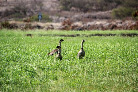 Nene Geese in Cover Crop photo