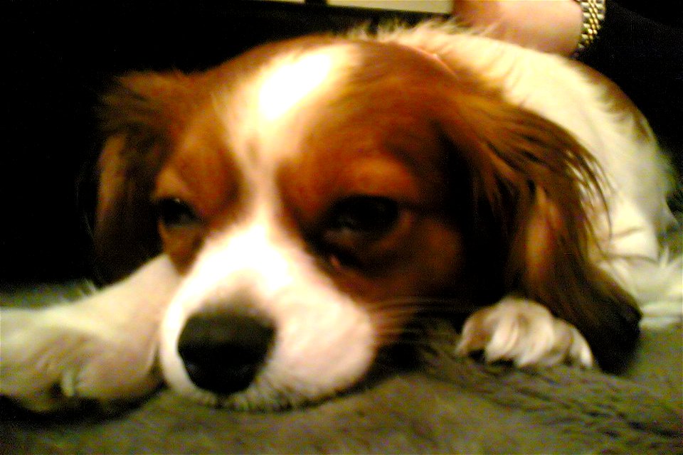 Project 365 #39: 080210 Let Sleeping Dogs...