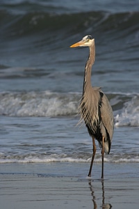 Great blue heron on the beach photo