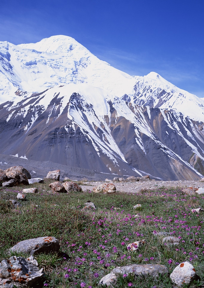 lpine landscape with flowers