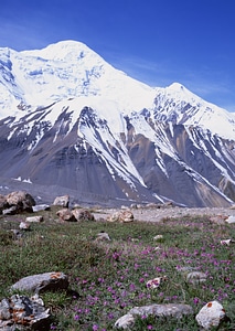 lpine landscape with flowers