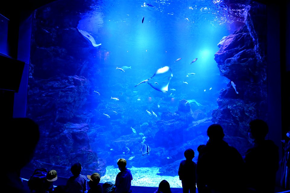 京都水族館 / Kyoto Aquarium