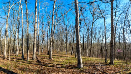 Early Spring in an Open Oak Forest photo